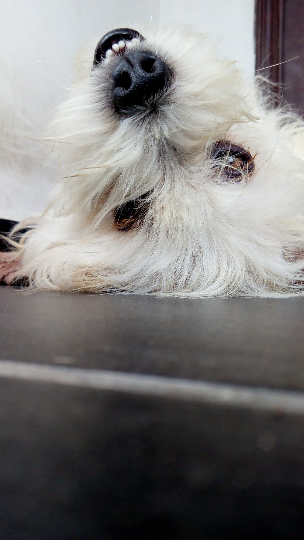 white dog lying on black surface