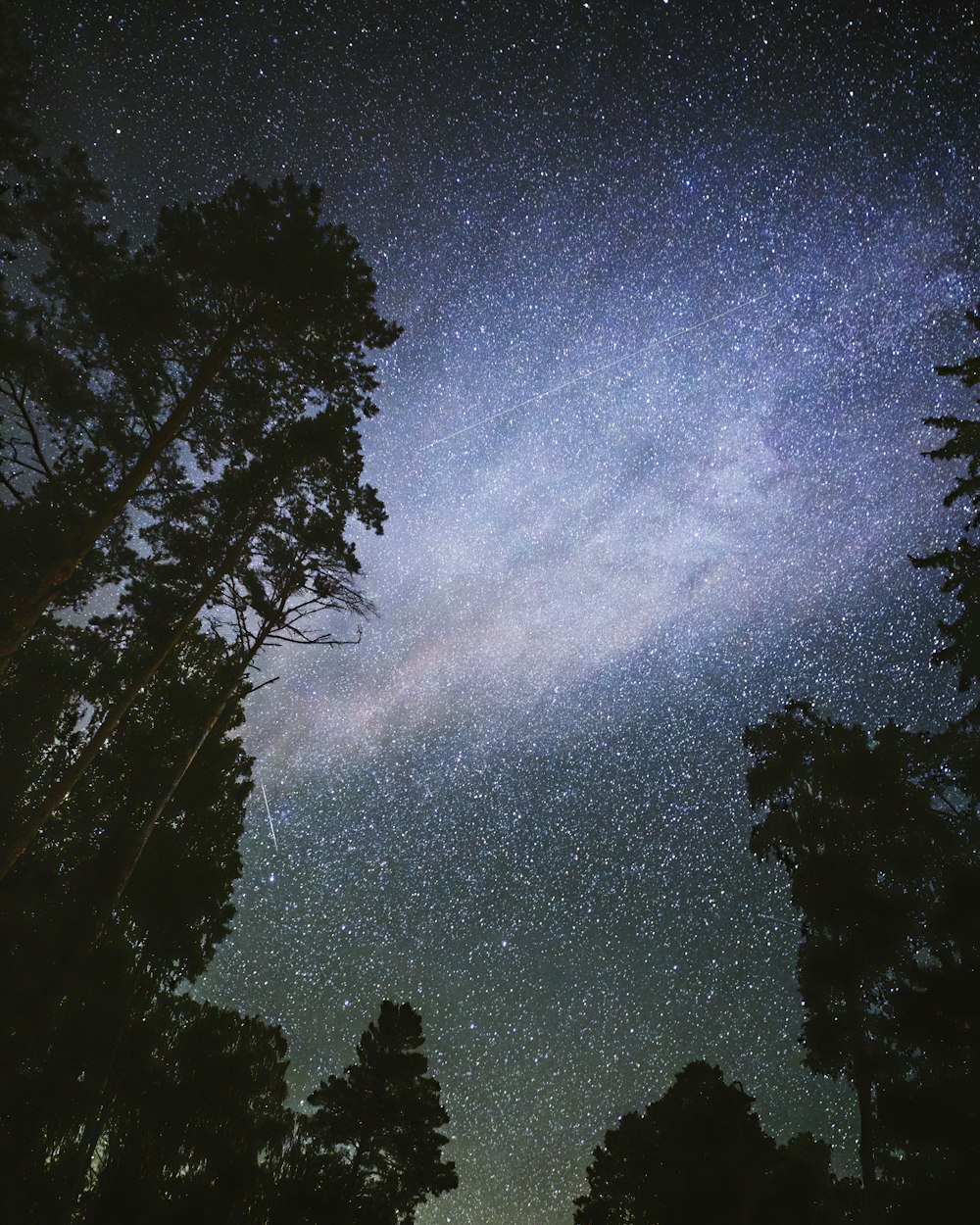 silhouette of trees at night