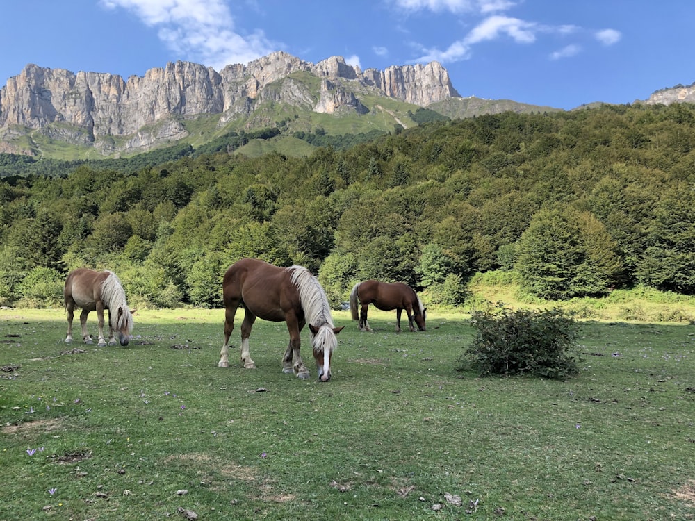 three brown and white horses on grass field