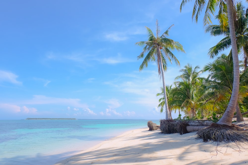 uma praia tropical com palmeiras e água clara