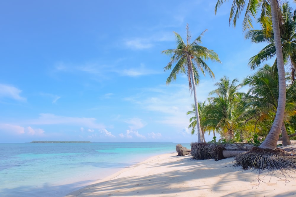 a tropical beach with palm trees and clear water