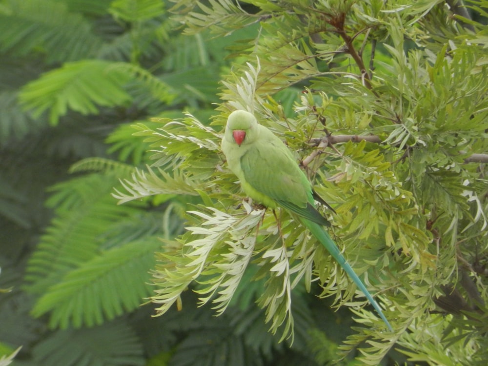 green parakeet