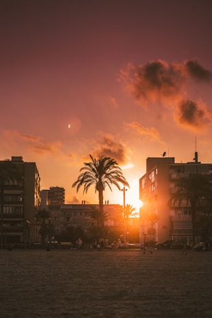 trees, sand, and buildings during golden hour