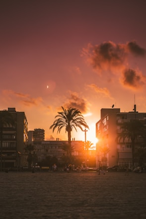 trees, sand, and buildings during golden hour