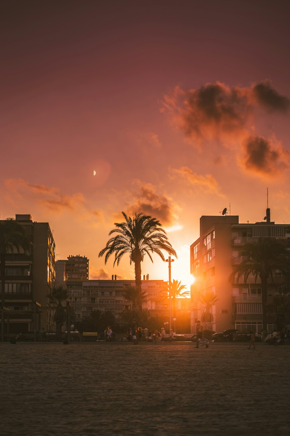 trees, sand, and buildings during golden hour