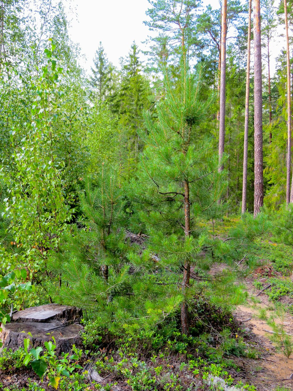 tall and green trees view during daytime