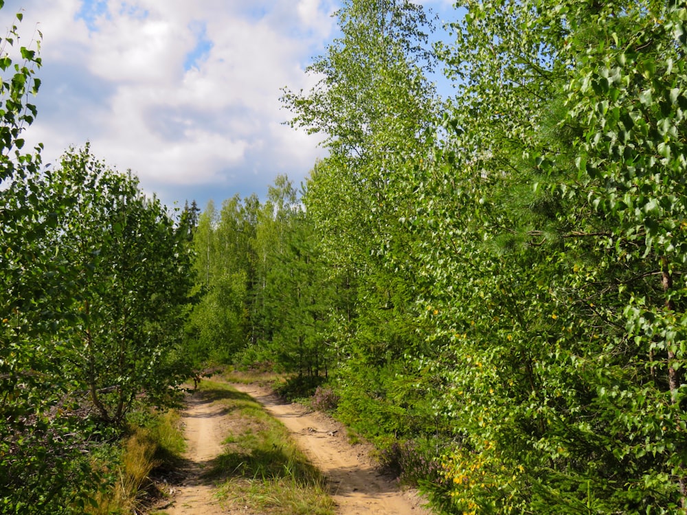 green trees