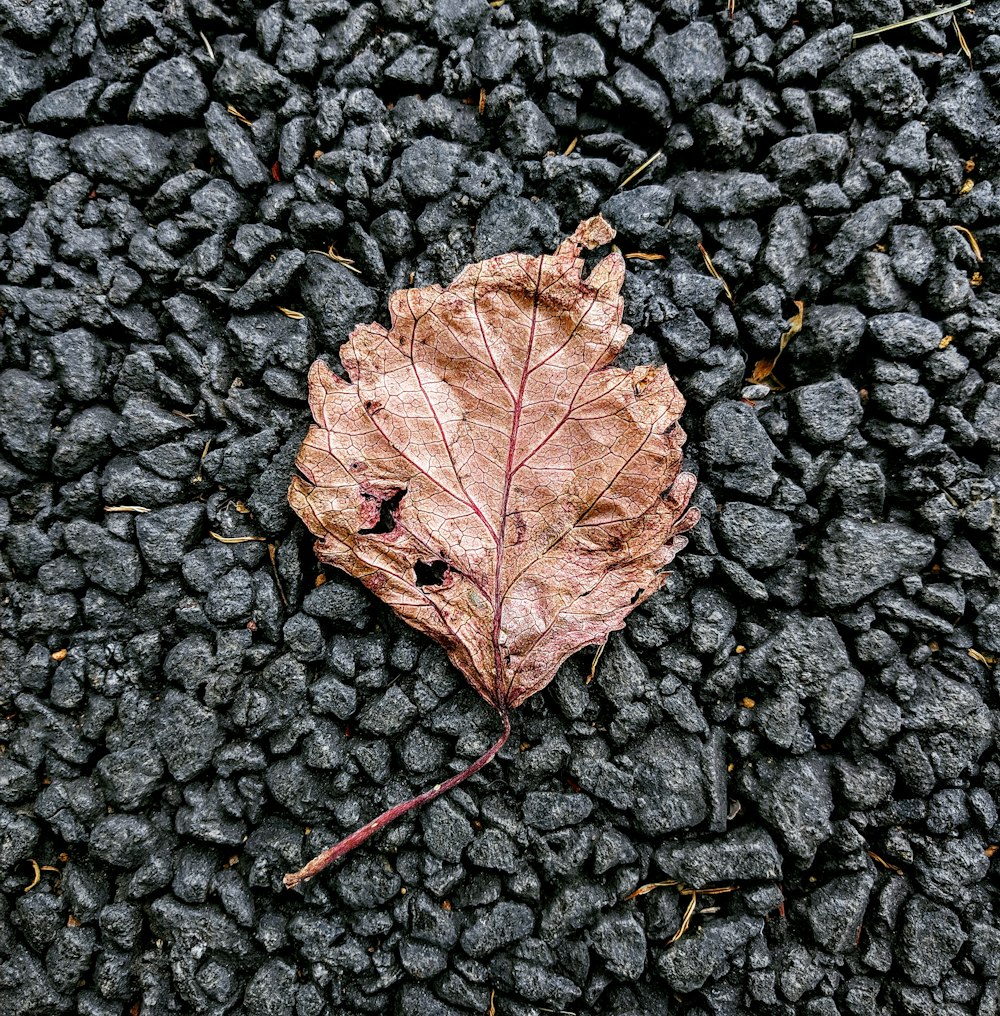 brown leaf