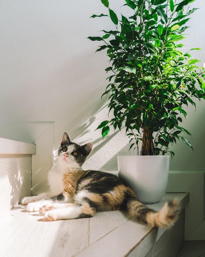 Cat Lovers Rejoice! These 10 Houseplants Will Delight Your Furry Friends and Brighten Your Home!
