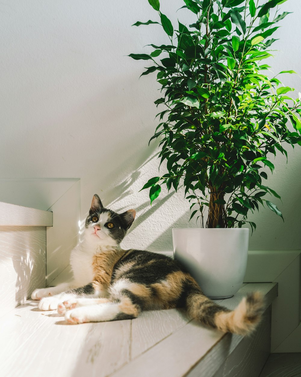cat lying beside plant in plant pot