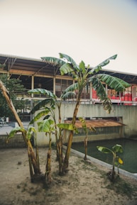 Industrial biorefinery facility with automated machinery processing banana biomass.
