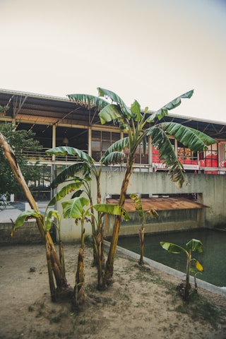 Industrial biorefinery facility with automated machinery processing banana biomass.