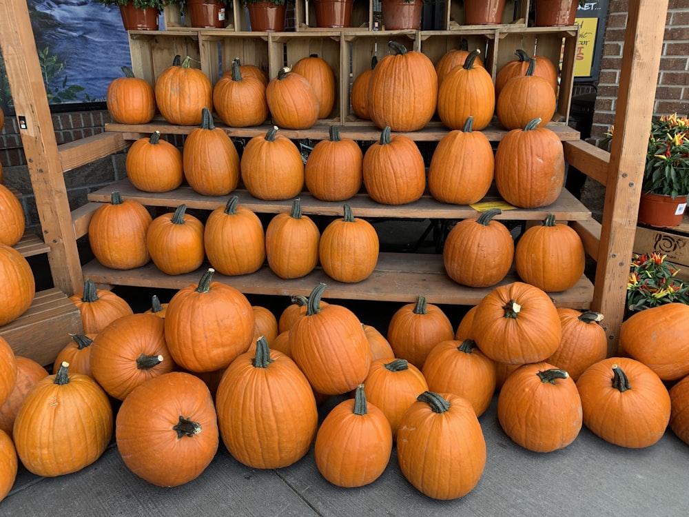 orange pumpkins on display