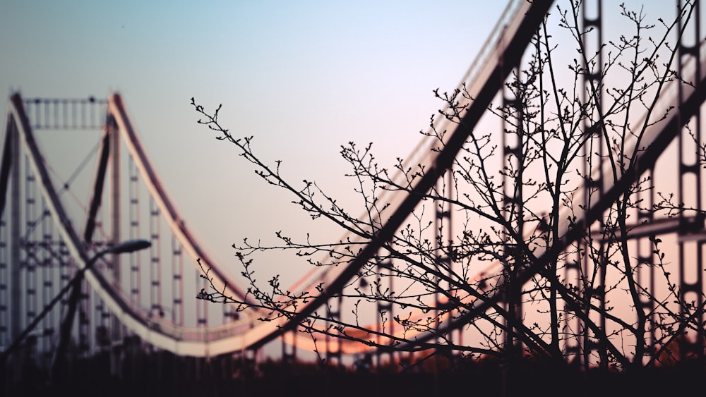 bare trees beside cable-stayed bridge during daytime