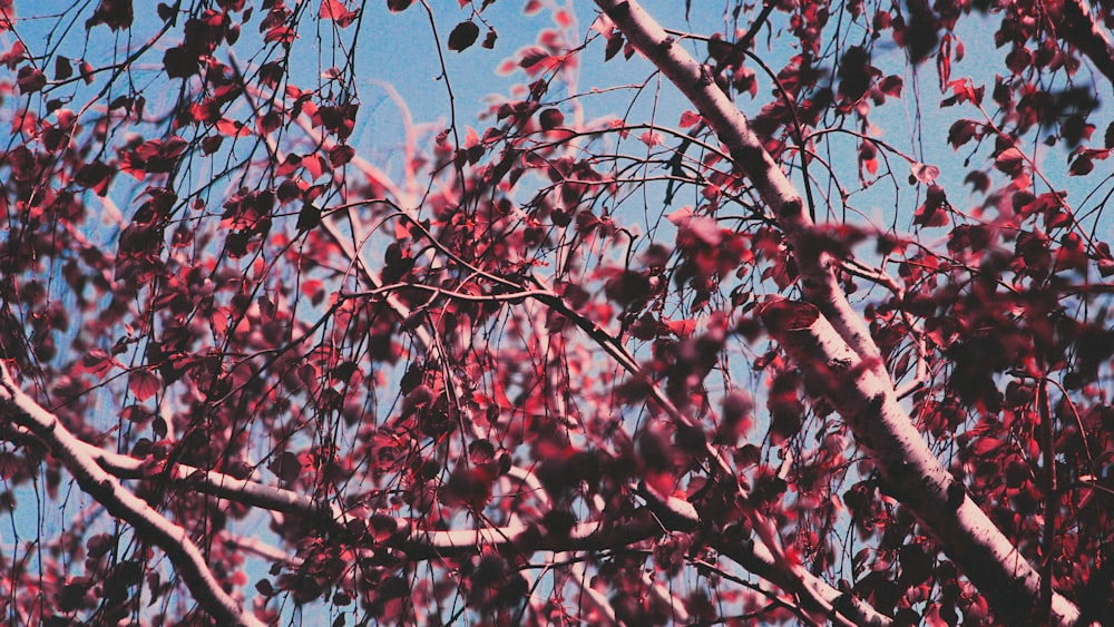 arbre à feuilles vertes sous le ciel bleu