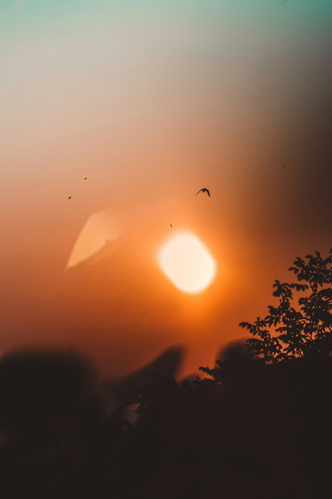 silhouette photography of trees