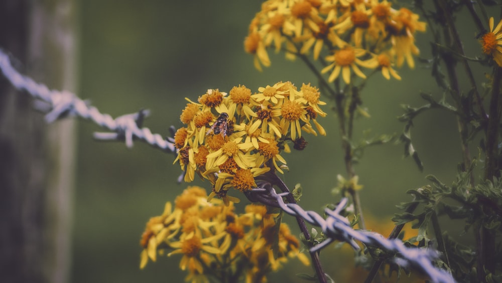 yellow and red-leafed plant