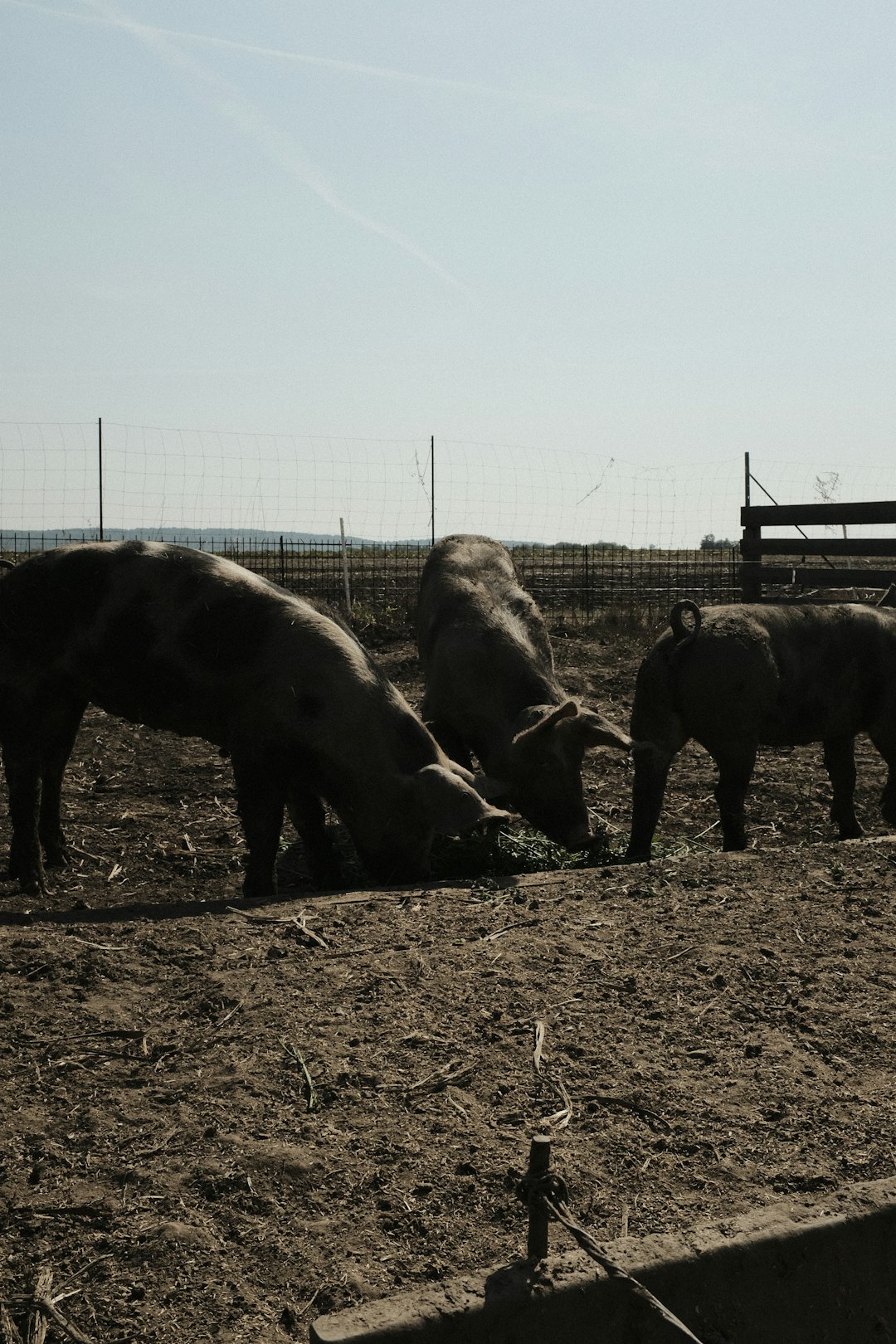 threebrown cattles