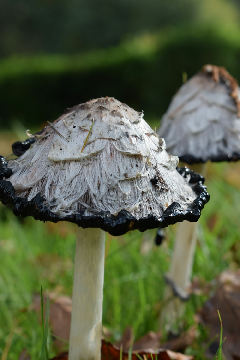 two white and black mushrooms