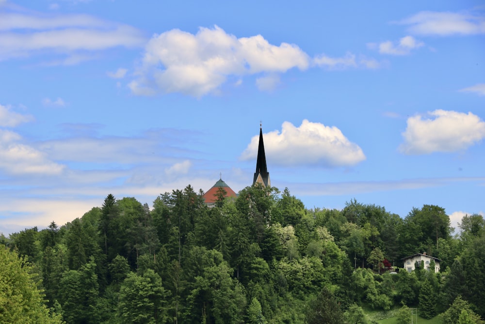 photo of green trees