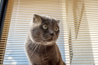 A grey cat with large, expressive eyes is sitting in front of a window with beige horizontal blinds. The cat's fur is soft and shiny, and the sunlight creates a gentle glow around its head.