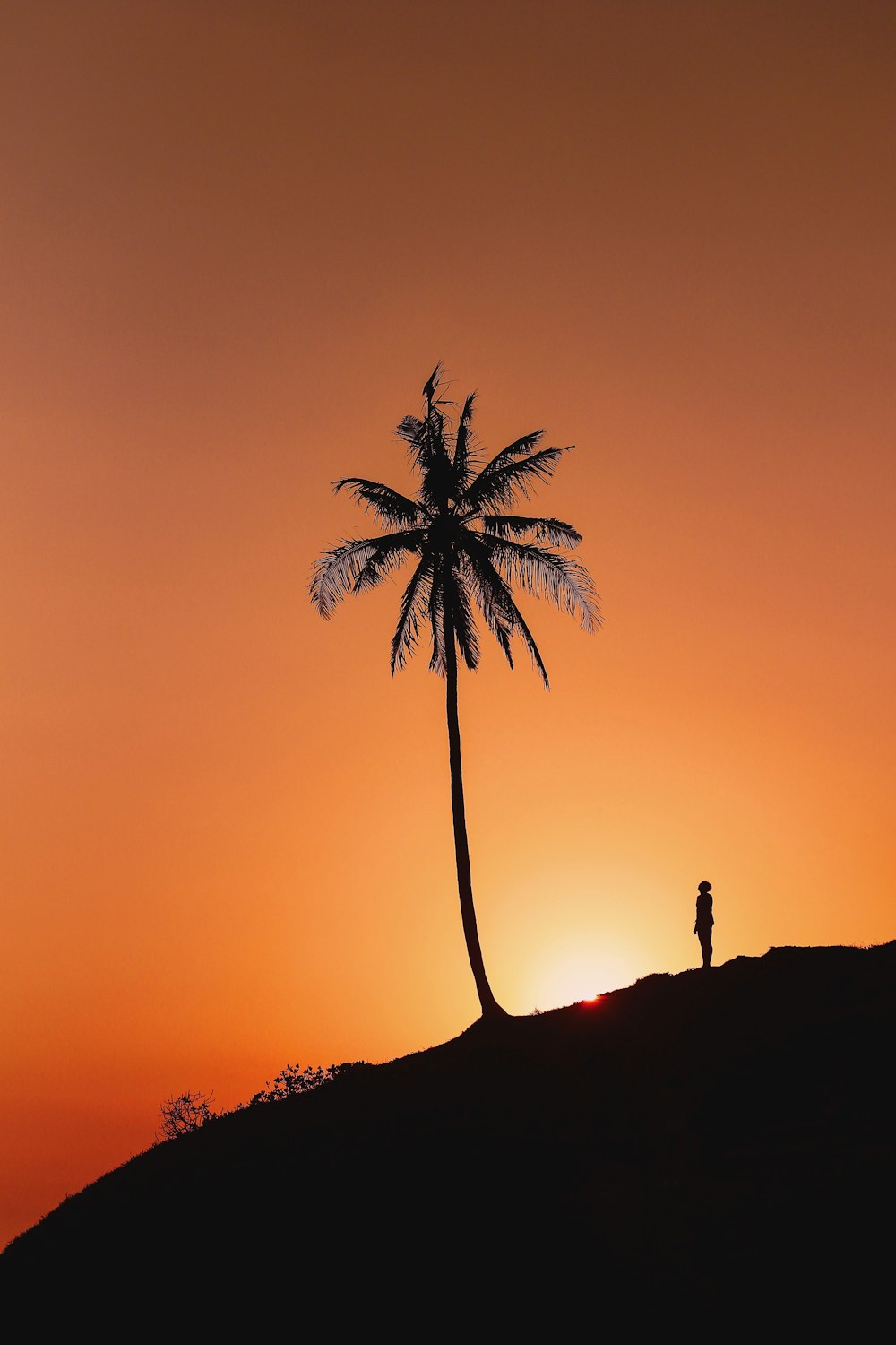 a person standing under a palm tree at sunset