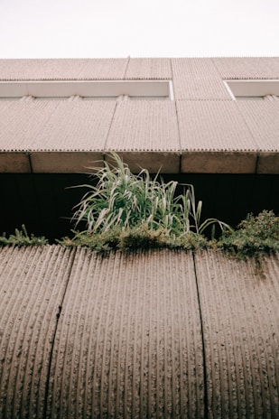 A close-up view of an industrial building facade with vertical ribbed concrete panels and patches of greenery. The plants are protruding from a crevice in the building, adding a touch of nature to the urban setting.
