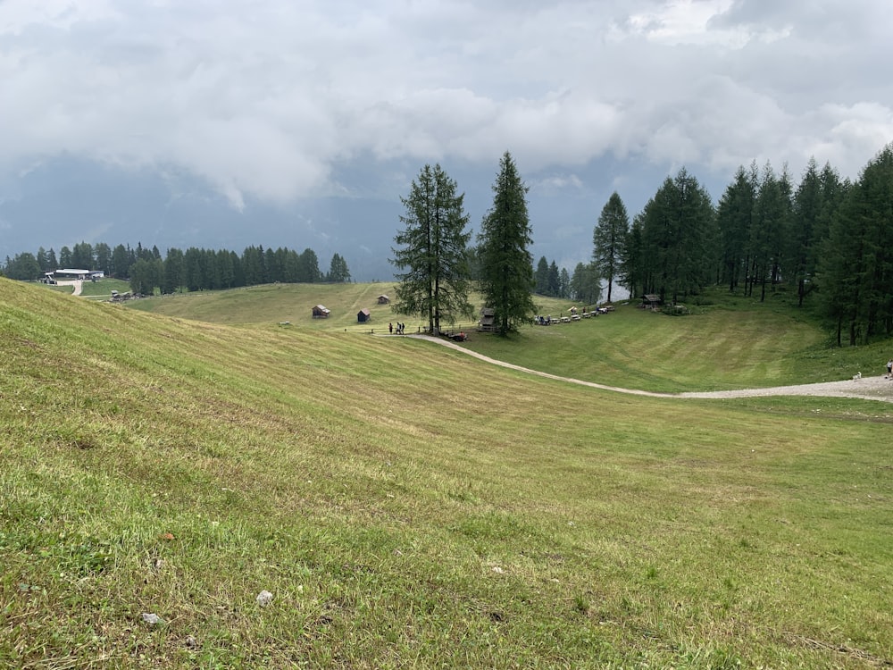 Campo de grama verde