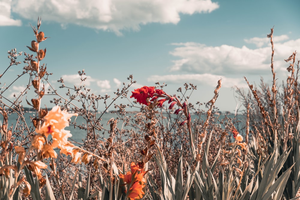 red petaled flowers during daytime photo