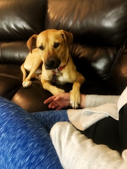 A tan dog with a black snout and red collar sits on a dark leather couch. The dog appears relaxed and is resting one paw on a person's arm. The person is dressed in blue textured leggings and a light-colored sweater.