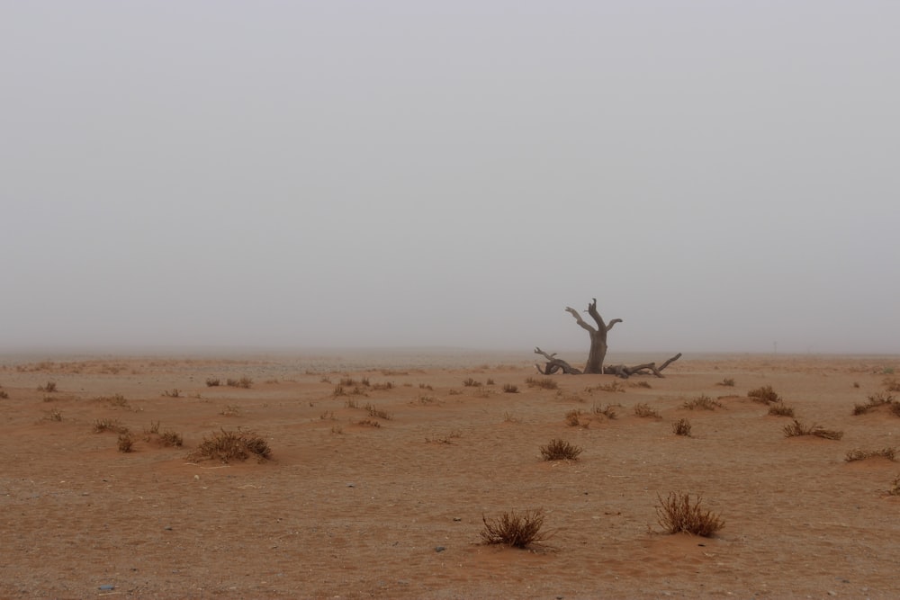 bare tree and grass