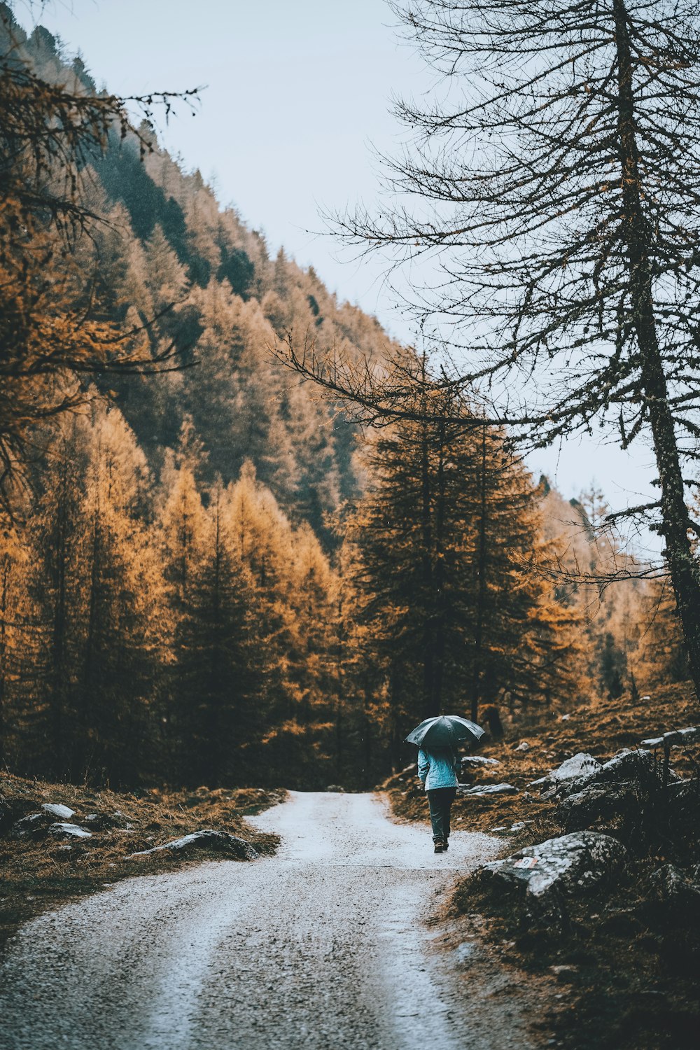 persona con ombrello che cammina sul sentiero accanto agli alberi