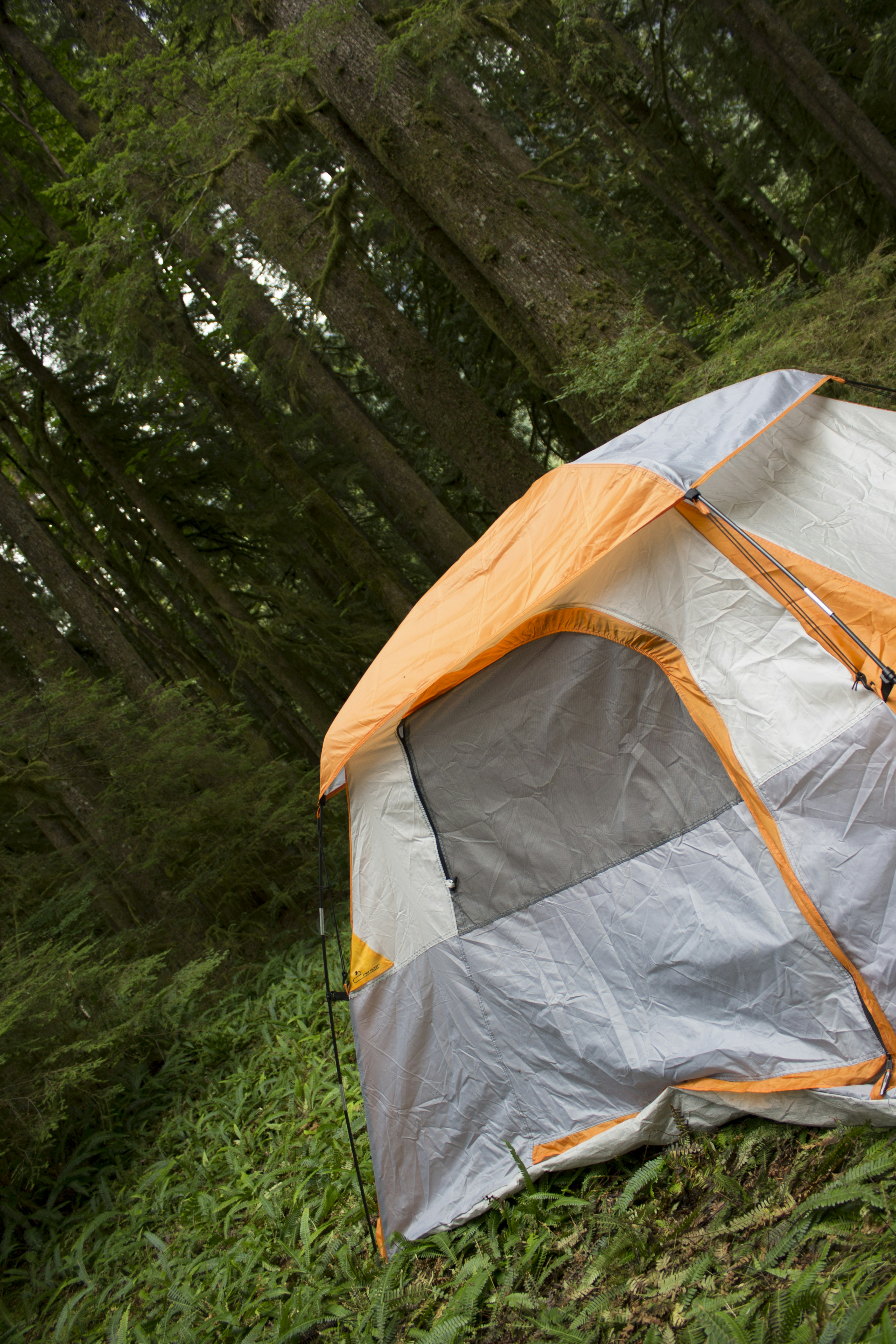 photo 1567353275670 20ceb2e60f4c?ixlib=rb 4.0