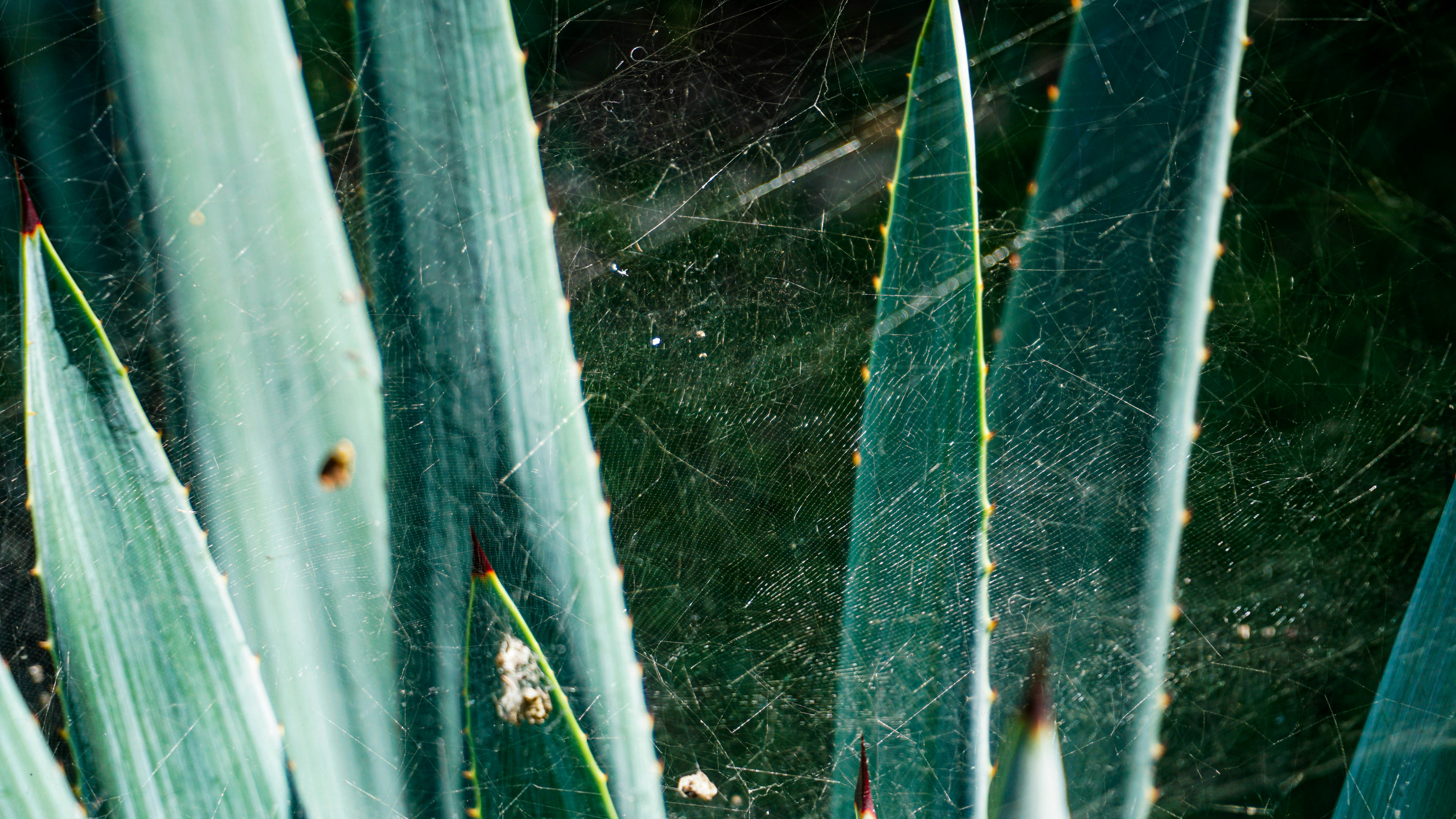 Photo by didierctorres