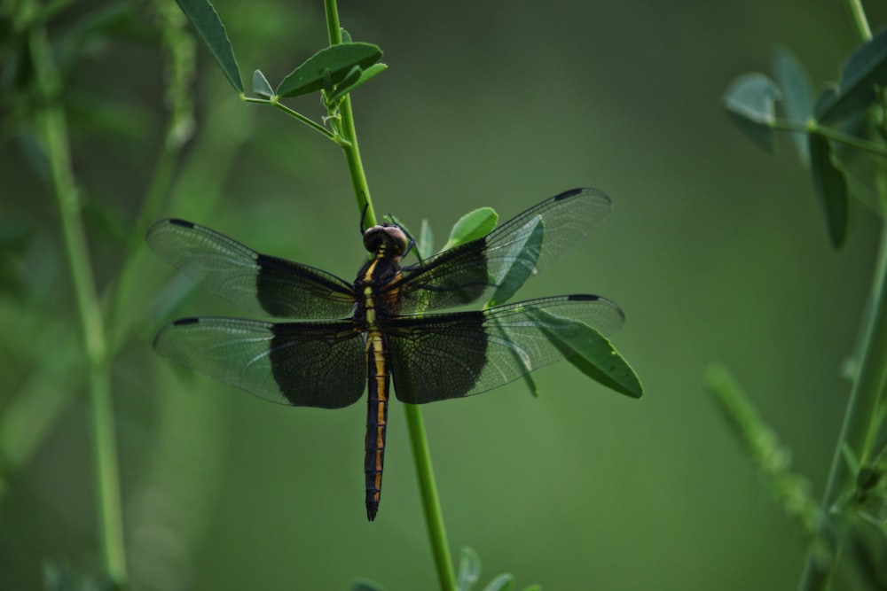 green dragonfly on plant