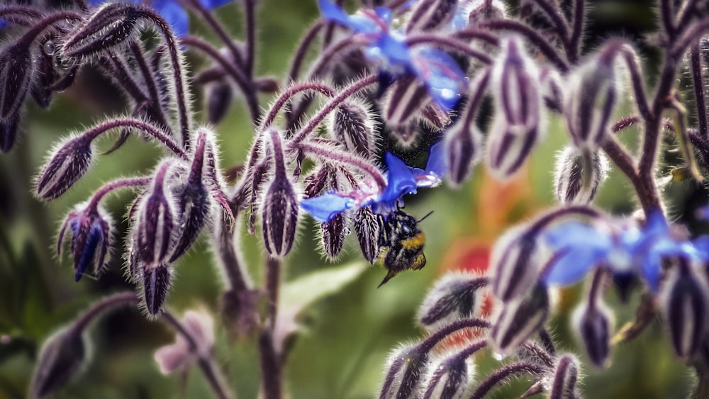 bee perching on purple flower