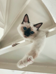 Birman