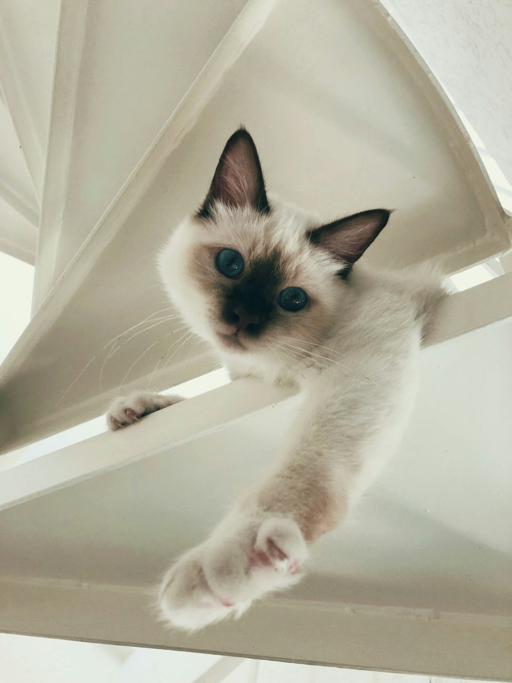 a white and brown cat standing on top of a shelf