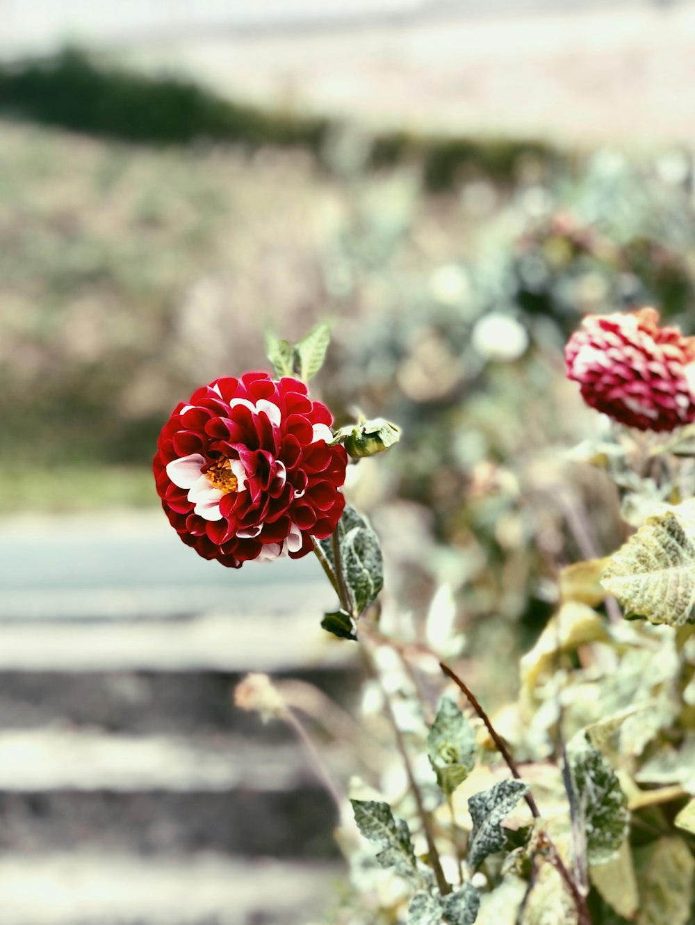 red petaled flower