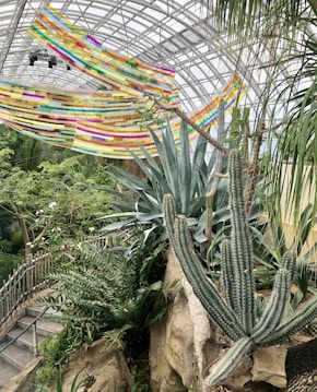 A lush conservatory filled with various green plants, including a prominent cactus and agave. Above them, colorful ribbons are suspended in the air, creating a vibrant canopy. The space is enclosed by a large, glass domed structure, allowing natural light to flood the area.