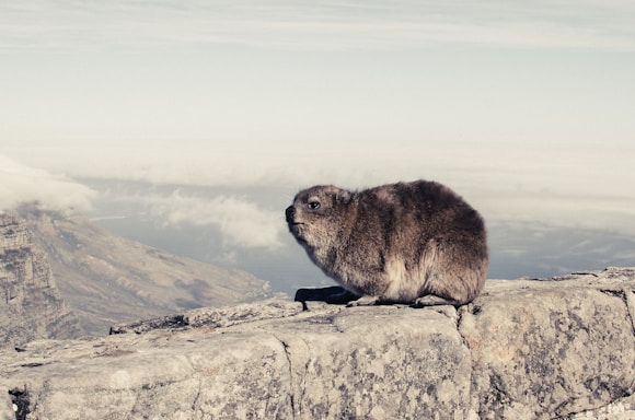 rock hyrax
