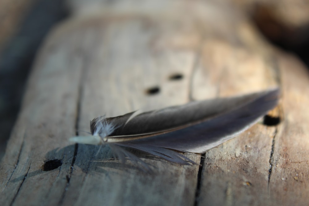 a feather resting on a piece of wood