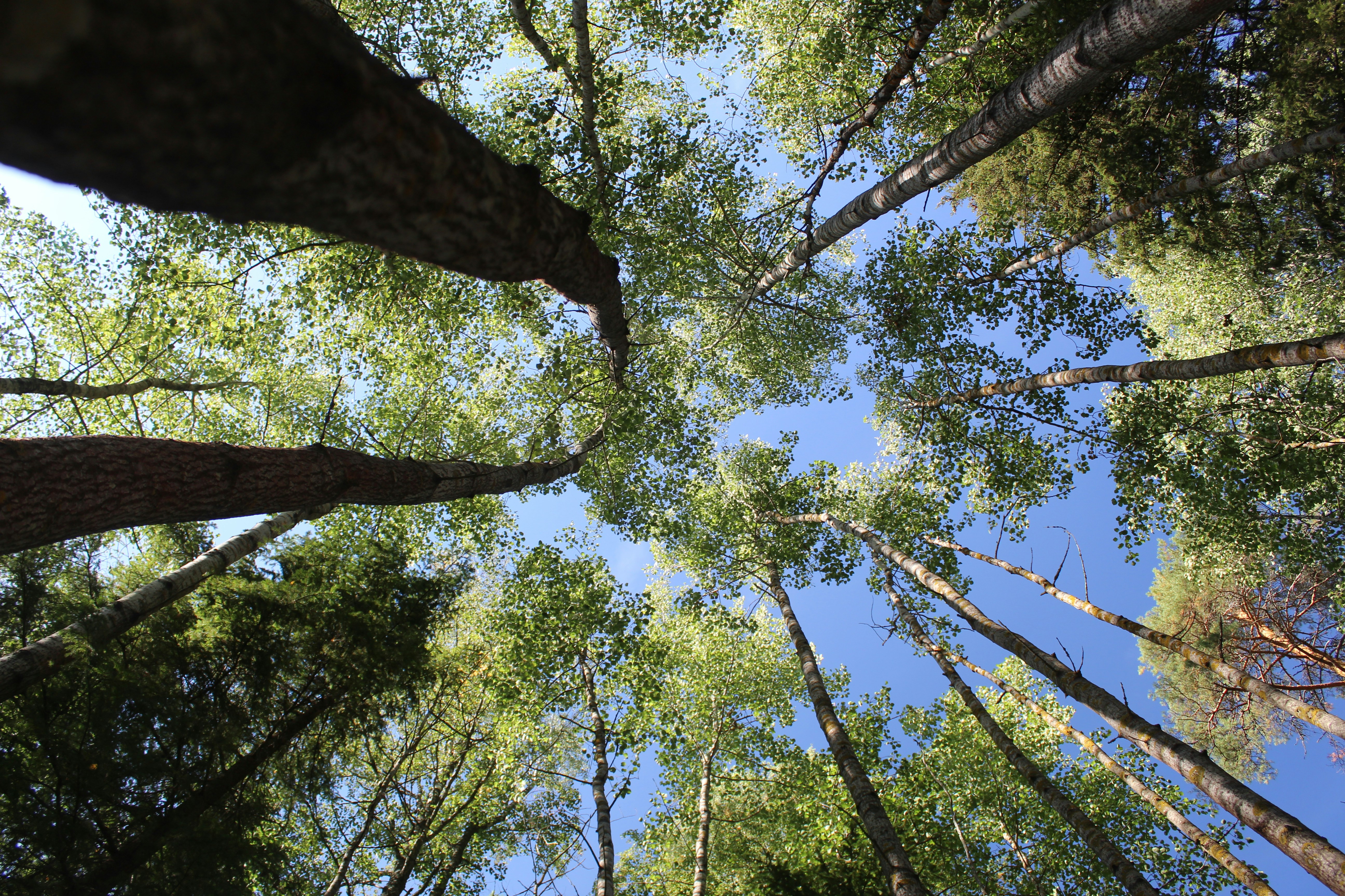 Photo by polarmermaid