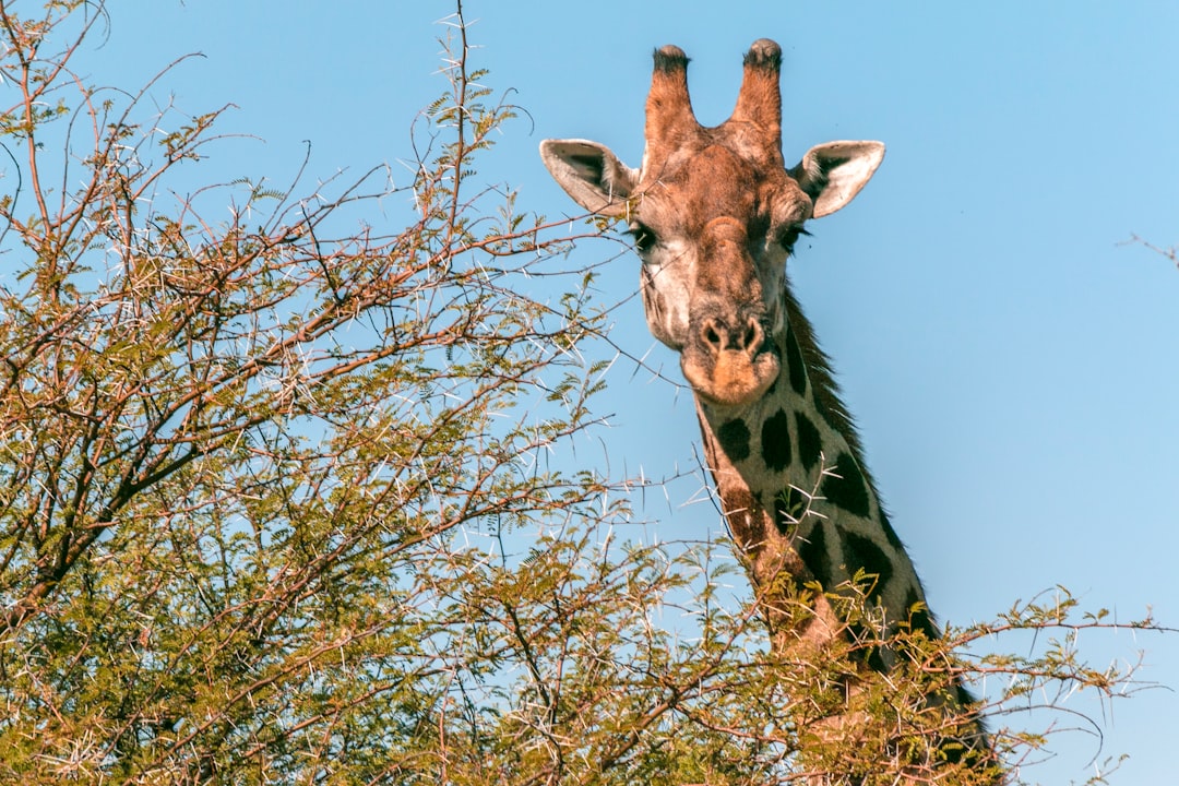 giraffe standing beside tree