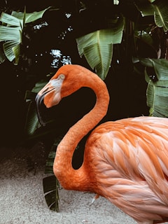 A vibrant pink flamingo in a tropical setting.