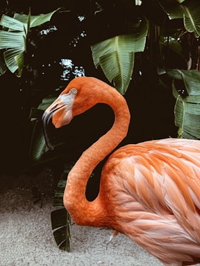 A vibrant pink flamingo in a tropical setting.