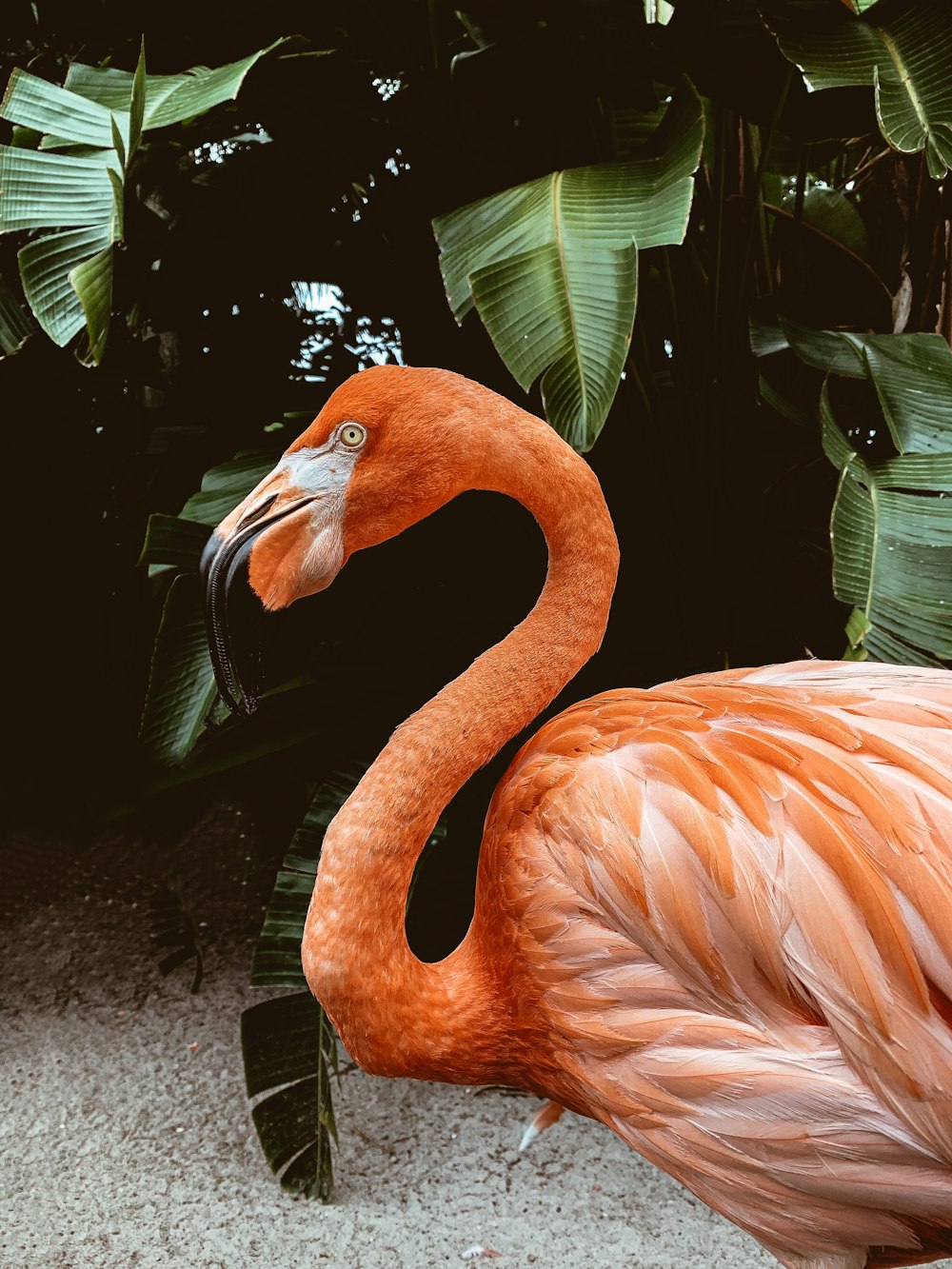 Rosa Flamingo steht neben grüner Pflanze