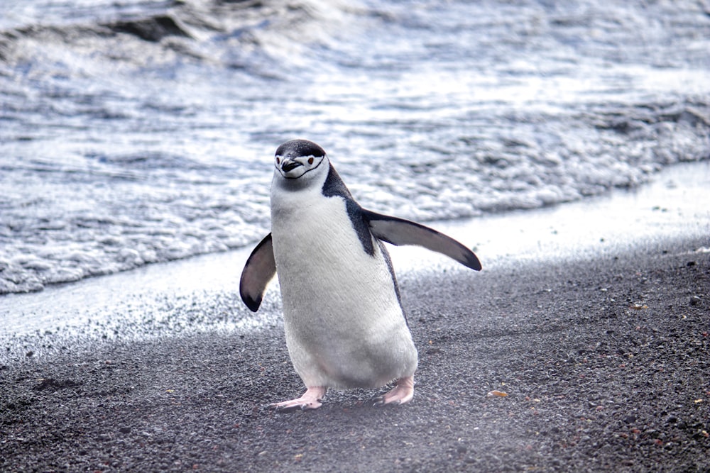 Pinguim branco e preto na costa