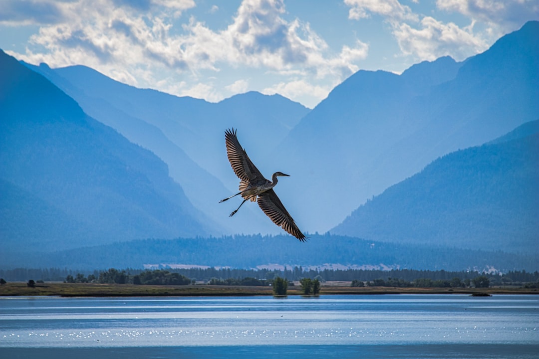 pelican flying above water