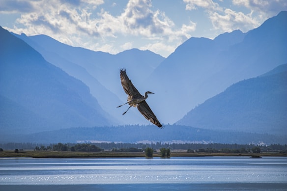 A bird is soaring in mid-air against a backdrop of majestic, blue-toned mountains. The foreground features a calm body of water, reflecting the serene and picturesque landscape. The sky is partly cloudy, with soft, illuminated clouds.